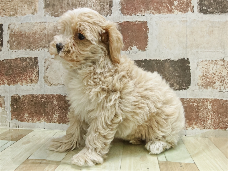 愛知県のマルプー(マルチーズ×プードル) (ワンラブ名古屋守山インター総本店/2025年11月9日生まれ/男の子/アプリコット)の子犬の2枚目の画像