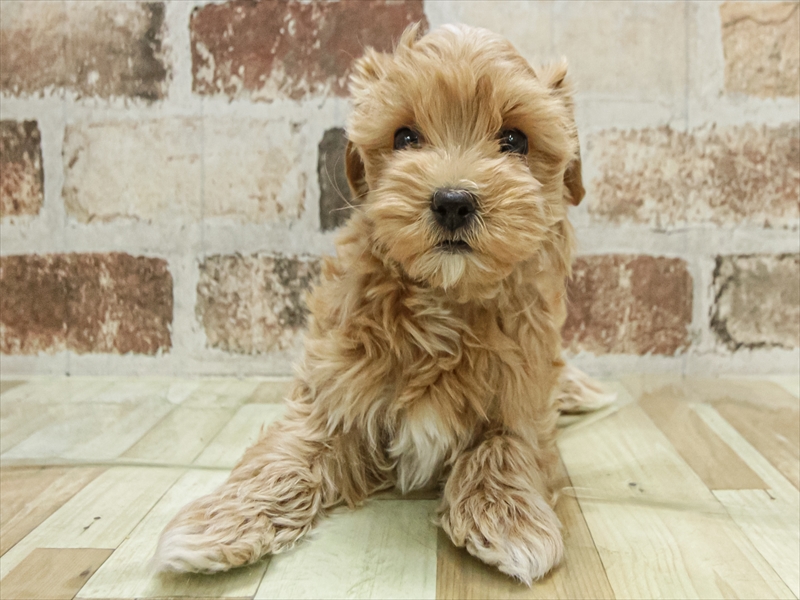 愛知県のマルプー(マルチーズ×プードル) (ワンラブ名古屋守山インター総本店/2025年11月9日生まれ/男の子/アプリコット)の子犬の3枚目の画像