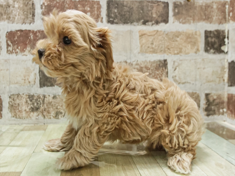 愛知県のマルプー(マルチーズ×プードル) (ワンラブ名古屋守山インター総本店/2025年11月9日生まれ/男の子/アプリコット)の子犬の2枚目の画像