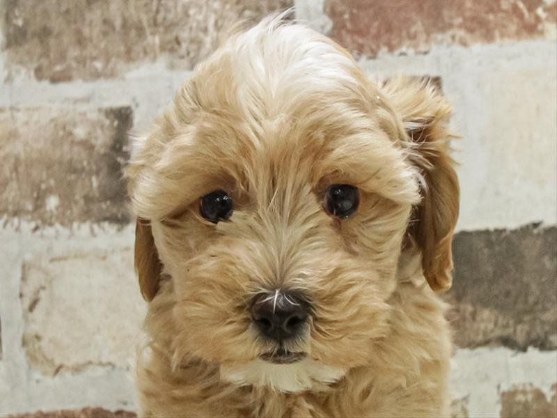 愛知県のマルプー(マルチーズ×プードル) (ワンラブ名古屋守山インター総本店/2025年11月9日生まれ/男の子/アプリコット)の子犬の1枚目の画像