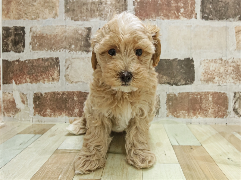 愛知県のマルプー(マルチーズ×プードル) (ワンラブ名古屋守山インター総本店/2025年11月9日生まれ/男の子/アプリコット)の子犬の3枚目の画像