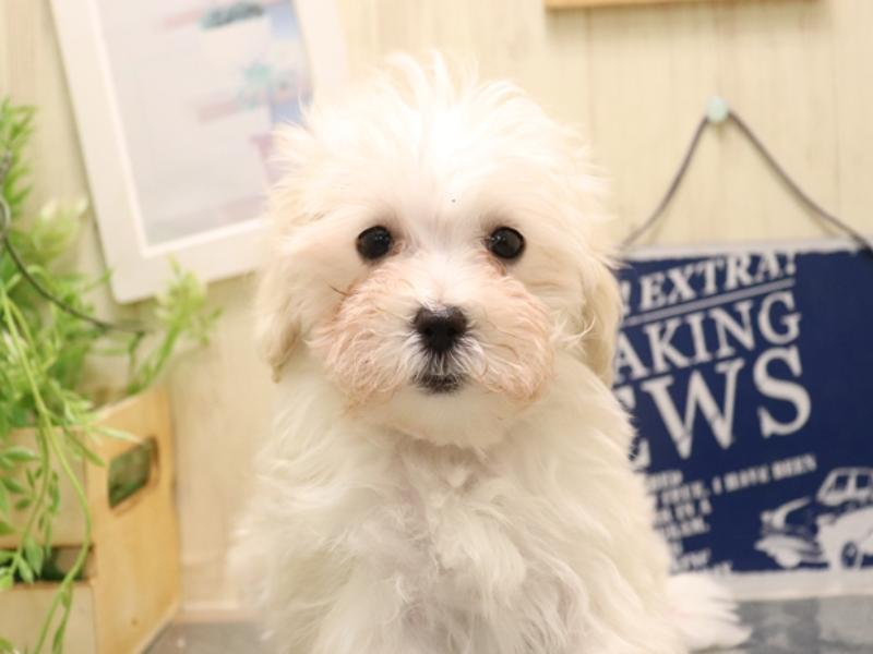 愛知県のマルプー(マルチーズ×プードル) (ワンラブ名古屋守山インター総本店/2025年11月4日生まれ/女の子/クリーム)の子犬の1枚目の画像