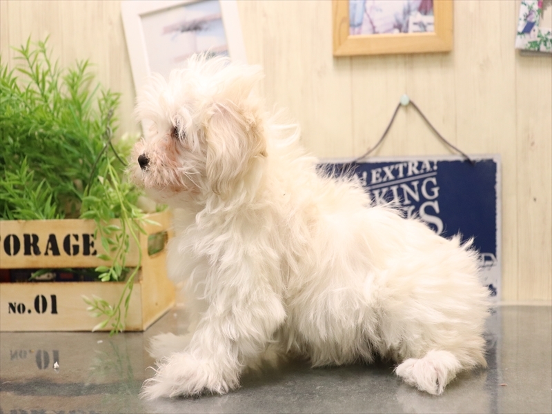 愛知県のマルプー(マルチーズ×プードル) (ワンラブ名古屋守山インター総本店/2025年11月4日生まれ/女の子/クリーム)の子犬の3枚目の画像