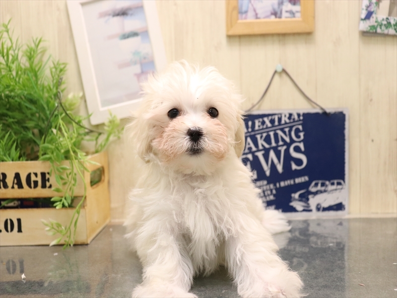 愛知県のマルプー(マルチーズ×プードル) (ワンラブ名古屋守山インター総本店/2025年11月4日生まれ/女の子/クリーム)の子犬の2枚目の画像