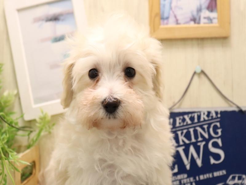 愛知県のマルプー(マルチーズ×プードル) (ワンラブ名古屋守山インター総本店/2025年11月4日生まれ/女の子/クリーム)の子犬の1枚目の画像