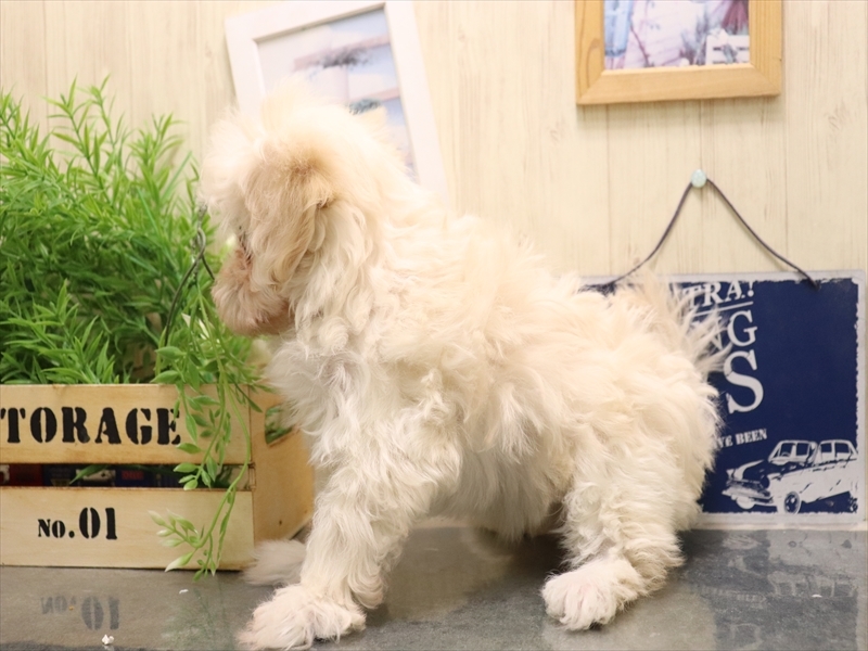 愛知県のマルプー(マルチーズ×プードル) (ワンラブ名古屋守山インター総本店/2025年11月4日生まれ/女の子/クリーム)の子犬の3枚目の画像