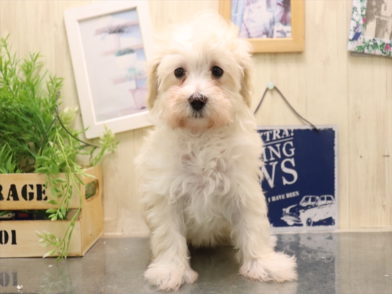 愛知県のマルプー(マルチーズ×プードル) (ワンラブ名古屋守山インター総本店/2025年11月4日生まれ/女の子/クリーム)の子犬の2枚目の画像