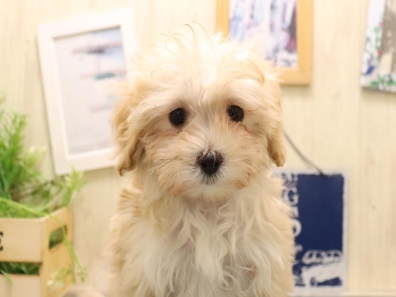 愛知県のマルプー(マルチーズ×プードル) (ワンラブ名古屋守山インター総本店/2025年11月4日生まれ/女の子/クリーム)の子犬の1枚目の画像