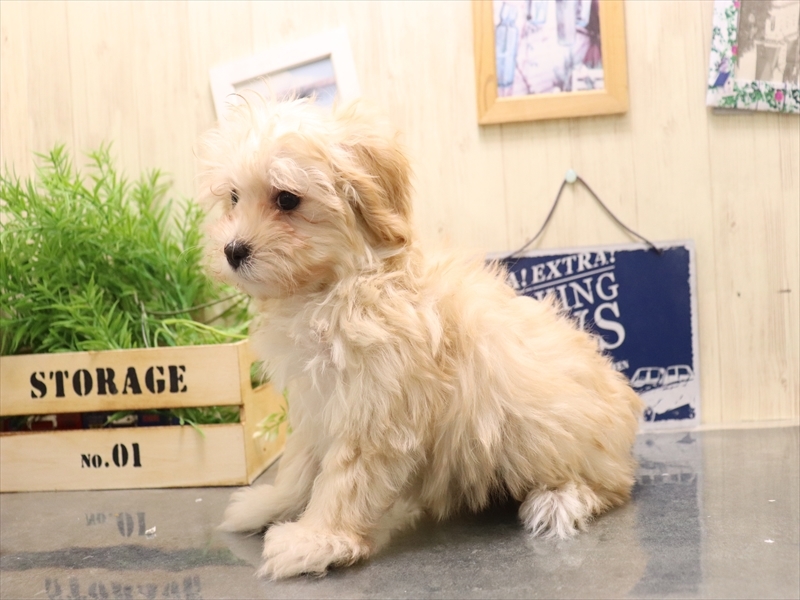 愛知県のマルプー(マルチーズ×プードル) (ワンラブ名古屋守山インター総本店/2025年11月4日生まれ/女の子/クリーム)の子犬の3枚目の画像
