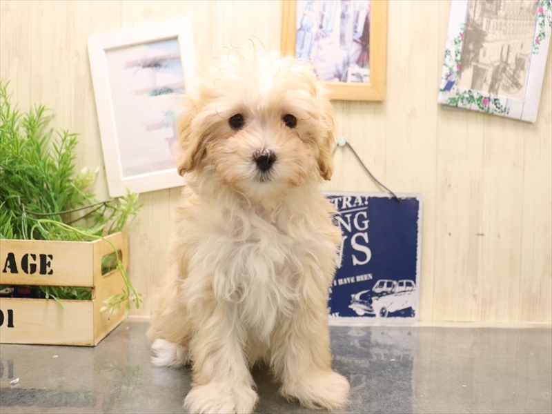 愛知県のマルプー(マルチーズ×プードル) (ワンラブ名古屋守山インター総本店/2025年11月4日生まれ/女の子/クリーム)の子犬の2枚目の画像