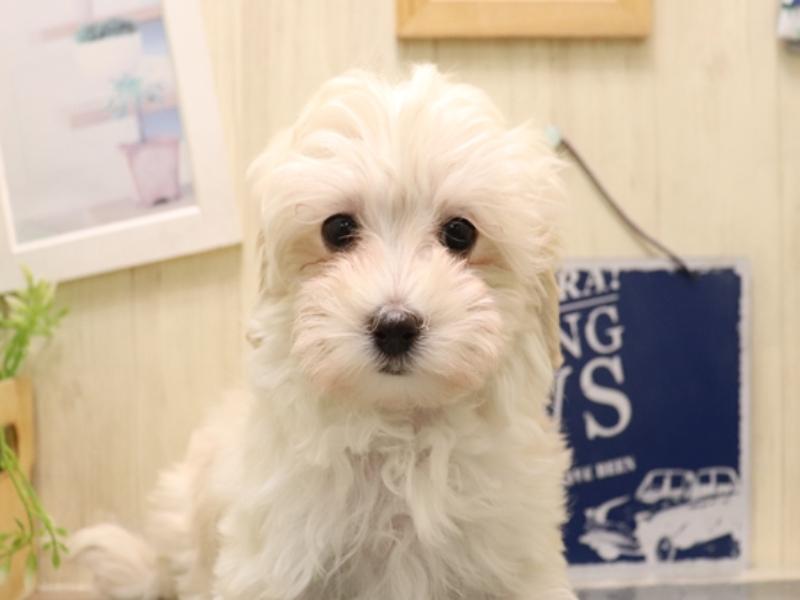 愛知県のマルプー(マルチーズ×プードル) (ワンラブ名古屋守山インター総本店/2025年11月4日生まれ/女の子/クリーム)の子犬の1枚目の画像