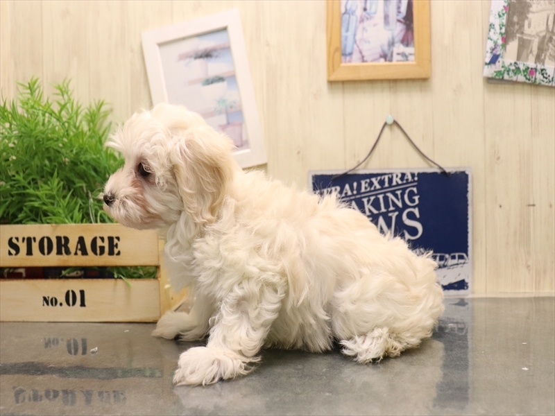 愛知県のマルプー(マルチーズ×プードル) (ワンラブ名古屋守山インター総本店/2025年11月4日生まれ/女の子/クリーム)の子犬の3枚目の画像