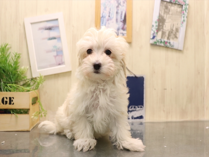 愛知県のマルプー(マルチーズ×プードル) (ワンラブ名古屋守山インター総本店/2025年11月4日生まれ/女の子/クリーム)の子犬の2枚目の画像