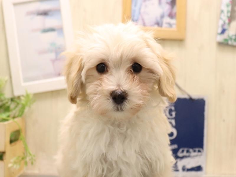 愛知県のマルプー(マルチーズ×プードル) (ワンラブ名古屋守山インター総本店/2025年11月4日生まれ/男の子/クリーム)の子犬の1枚目の画像