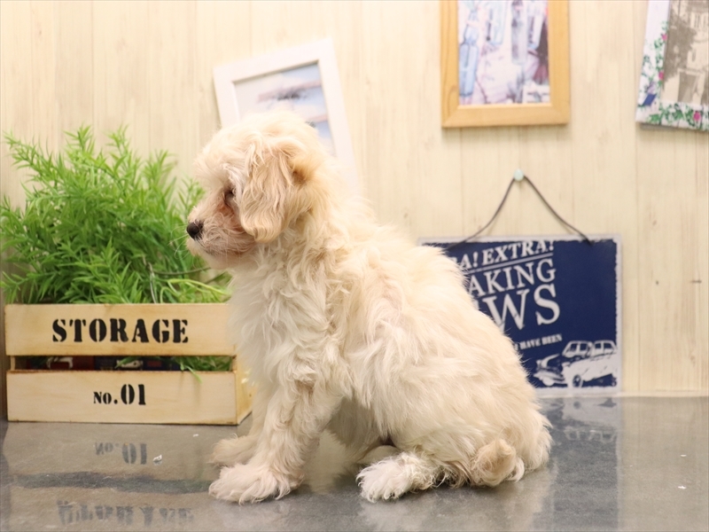 愛知県のマルプー(マルチーズ×プードル) (ワンラブ名古屋守山インター総本店/2025年11月4日生まれ/男の子/クリーム)の子犬の3枚目の画像