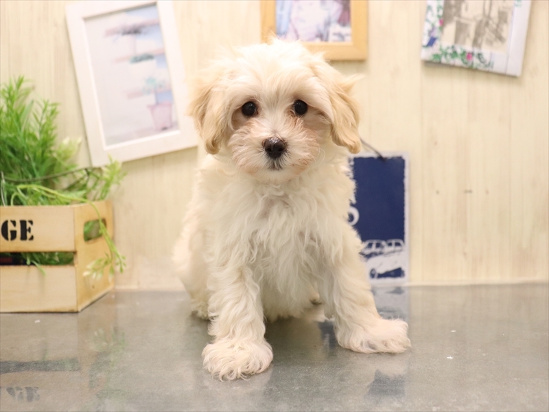 愛知県のマルプー(マルチーズ×プードル) (ワンラブ名古屋守山インター総本店/2025年11月4日生まれ/男の子/クリーム)の子犬の2枚目の画像