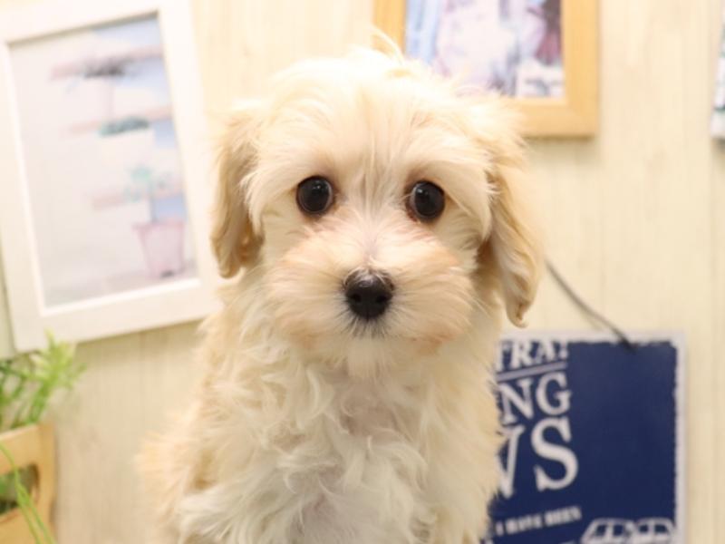 愛知県のマルプー(マルチーズ×プードル) (ワンラブ名古屋守山インター総本店/2025年11月4日生まれ/女の子/クリーム)の子犬の1枚目の画像