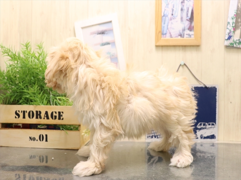 愛知県のマルプー(マルチーズ×プードル) (ワンラブ名古屋守山インター総本店/2025年11月4日生まれ/女の子/クリーム)の子犬の3枚目の画像