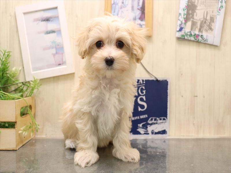 愛知県のマルプー(マルチーズ×プードル) (ワンラブ名古屋守山インター総本店/2025年11月4日生まれ/女の子/クリーム)の子犬の2枚目の画像