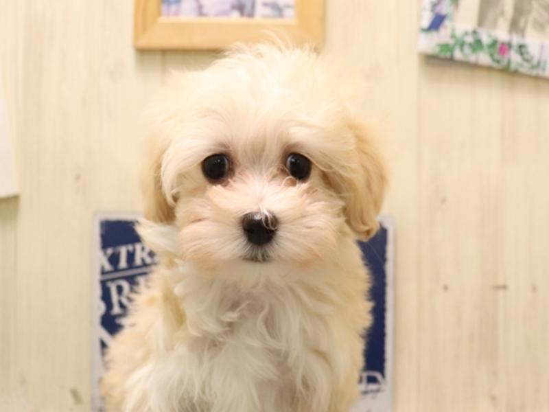愛知県のマルプー(マルチーズ×プードル) (ワンラブ名古屋守山インター総本店/2025年11月4日生まれ/女の子/クリーム)の子犬の1枚目の画像