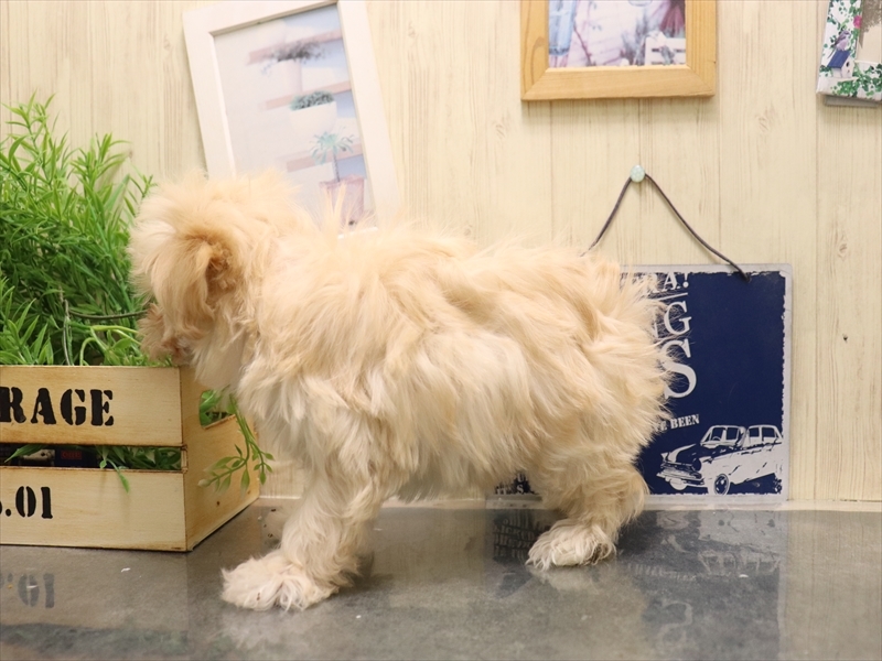 愛知県のマルプー(マルチーズ×プードル) (ワンラブ名古屋守山インター総本店/2025年11月4日生まれ/女の子/クリーム)の子犬の3枚目の画像