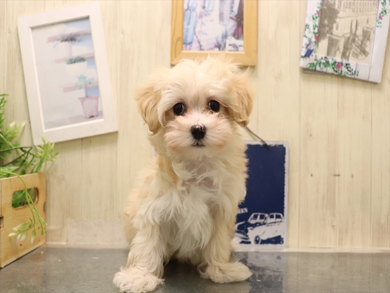 愛知県のマルプー(マルチーズ×プードル) (ワンラブ名古屋守山インター総本店/2025年11月4日生まれ/女の子/クリーム)の子犬の2枚目の画像