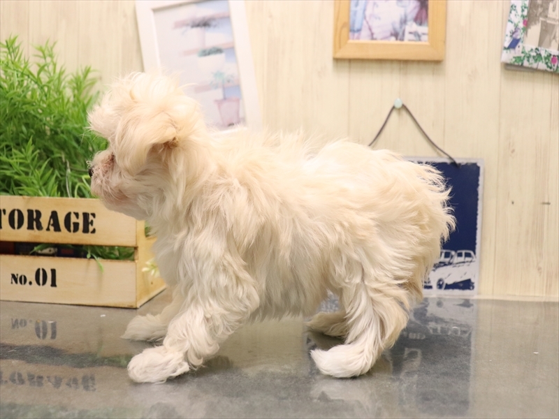 愛知県のマルプー(マルチーズ×プードル) (ワンラブ名古屋守山インター総本店/2025年11月4日生まれ/女の子/クリーム)の子犬の3枚目の画像