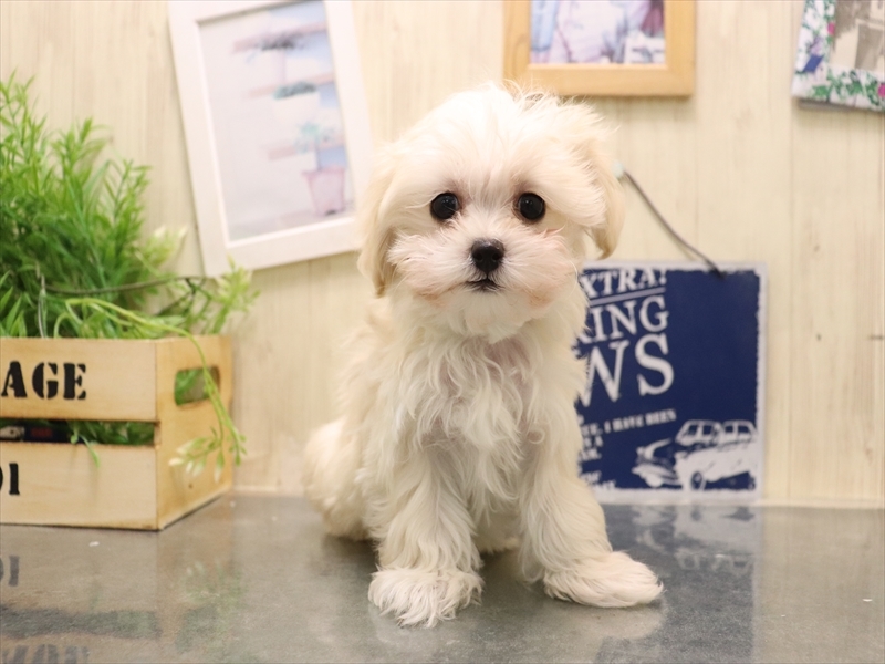 愛知県のマルプー(マルチーズ×プードル) (ワンラブ名古屋守山インター総本店/2025年11月4日生まれ/女の子/クリーム)の子犬の2枚目の画像