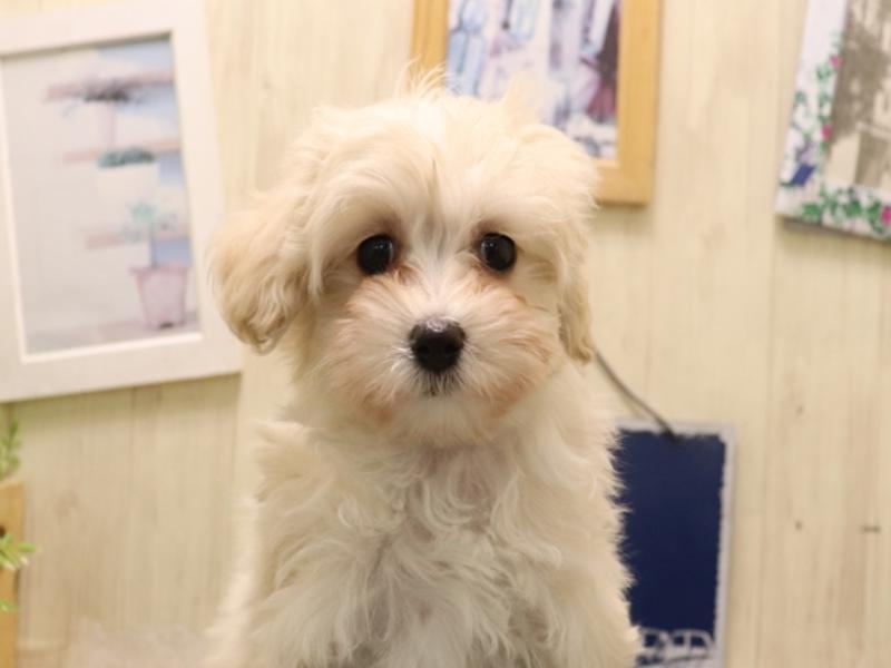 愛知県のマルプー(マルチーズ×プードル) (ワンラブ名古屋守山インター総本店/2025年11月4日生まれ/女の子/クリーム)の子犬の1枚目の画像