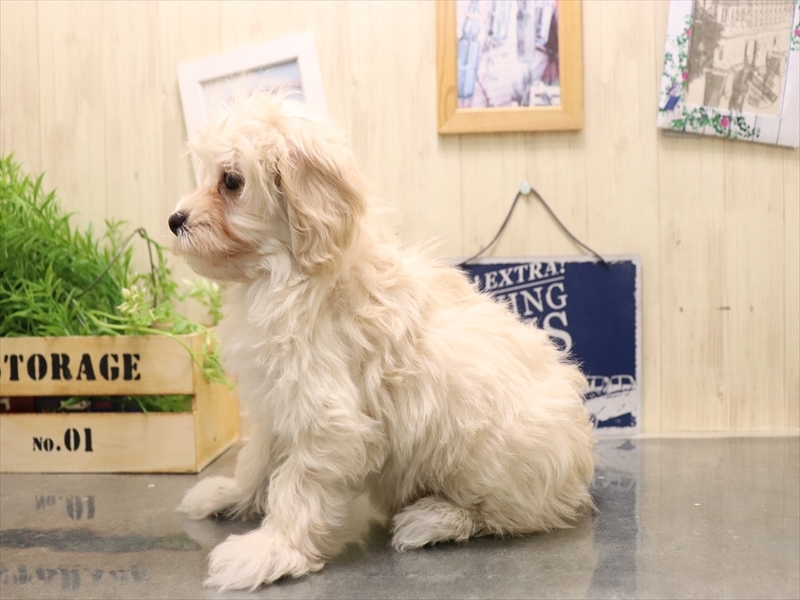愛知県のマルプー(マルチーズ×プードル) (ワンラブ名古屋守山インター総本店/2025年11月4日生まれ/女の子/クリーム)の子犬の3枚目の画像