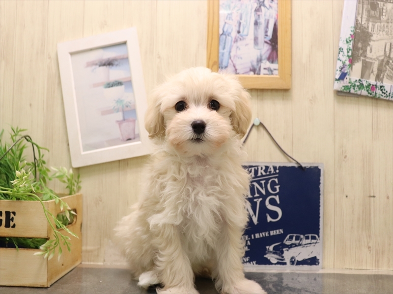 愛知県のマルプー(マルチーズ×プードル) (ワンラブ名古屋守山インター総本店/2025年11月4日生まれ/男の子/クリーム)の子犬の2枚目の画像