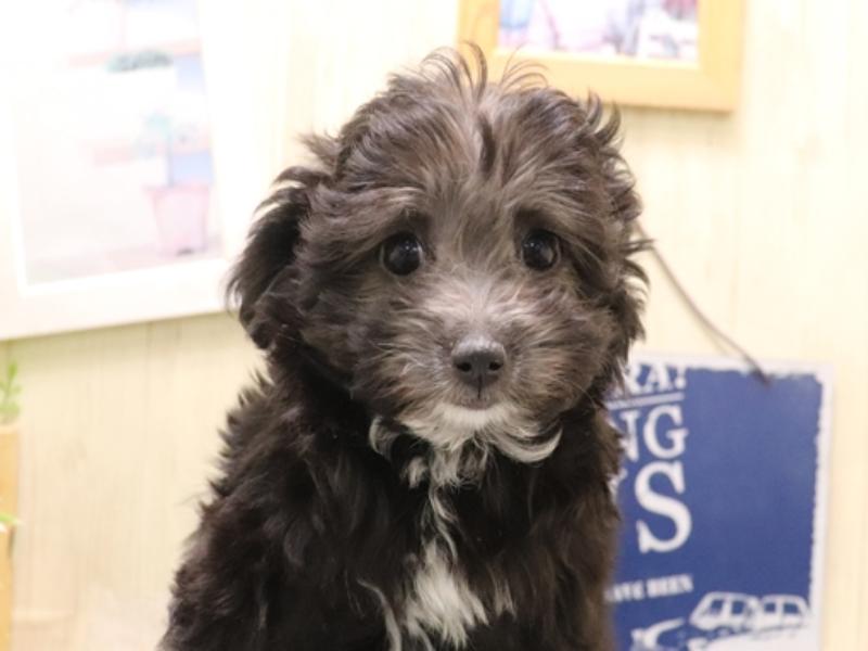 香川県のチワプー/プーチー(チワワ×プードル) (ワンラブイオンタウン宇多津店/2025年11月4日生まれ/女の子/シルバー)の子犬の1枚目の画像