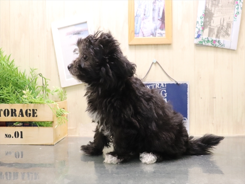 香川県のチワプー/プーチー(チワワ×プードル) (ワンラブイオンタウン宇多津店/2025年11月4日生まれ/女の子/シルバー)の子犬の3枚目の画像