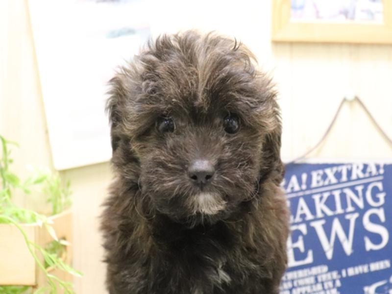 香川県のチワプー/プーチー(チワワ×プードル) (ワンラブゆめタウン三豊店/2025年11月4日生まれ/男の子/ブリンドル)の子犬