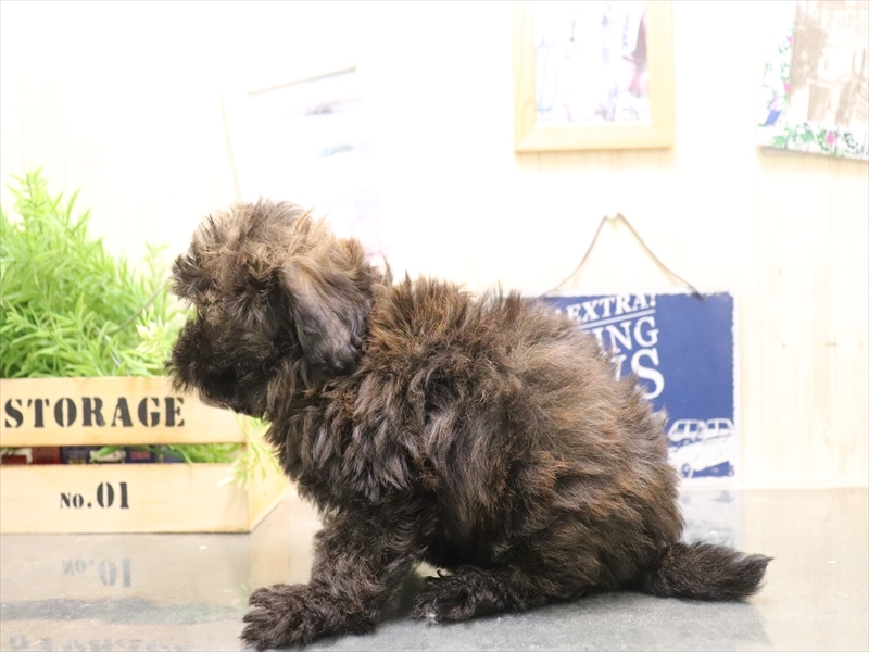 香川県のチワプー/プーチー(チワワ×プードル) (ワンラブゆめタウン三豊店/2025年11月4日生まれ/男の子/ブリンドル)の子犬の3枚目の画像