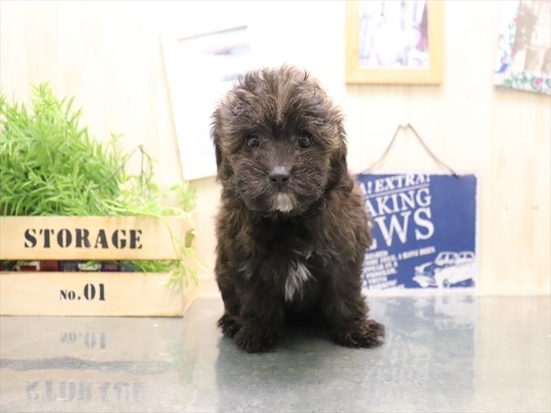 香川県のチワプー/プーチー(チワワ×プードル) (ワンラブゆめタウン三豊店/2025年11月4日生まれ/男の子/ブリンドル)の子犬の2枚目の画像