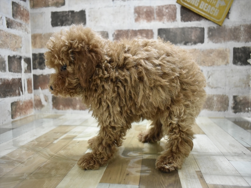 岡山県のトイプードル(トイ) (ワンラブアリオ倉敷店/2025年11月4日生まれ/女の子/レッド)の子犬の3枚目の画像