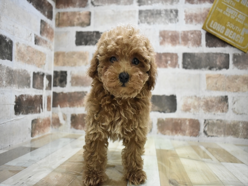 岡山県のトイプードル(トイ) (ワンラブアリオ倉敷店/2025年11月4日生まれ/女の子/レッド)の子犬の2枚目の画像