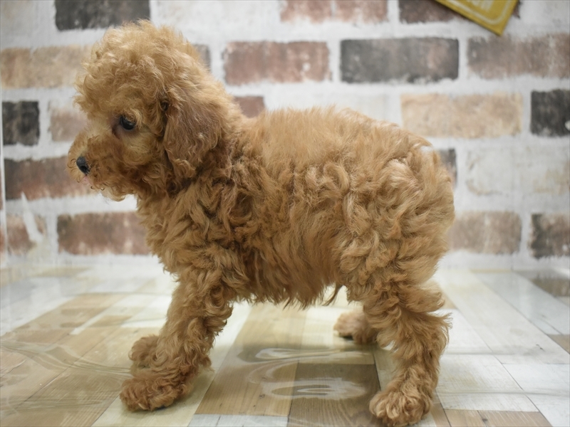 愛知県のトイプードル(トイ) (ワンラブ名古屋守山インター総本店/2025年11月5日生まれ/男の子/レッド)の子犬の3枚目の画像