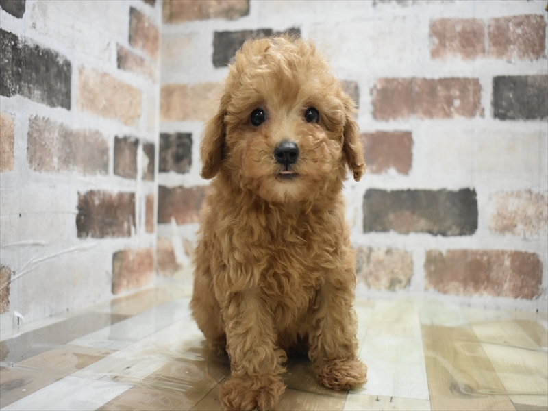 愛知県のトイプードル(トイ) (ワンラブ名古屋守山インター総本店/2025年11月5日生まれ/男の子/レッド)の子犬の2枚目の画像