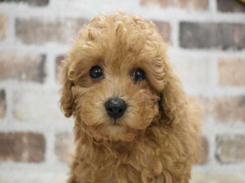 愛知県のトイプードル(トイ) (ワンラブ名古屋守山インター総本店/2025年11月5日生まれ/男の子/レッド)の子犬の1枚目の画像