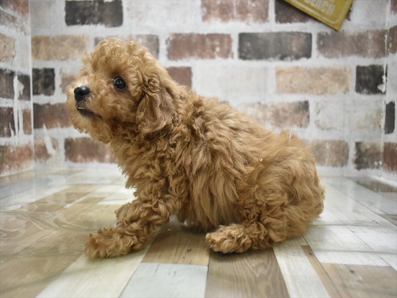 愛知県のトイプードル(トイ) (ワンラブ名古屋守山インター総本店/2025年11月5日生まれ/男の子/レッド)の子犬の3枚目の画像