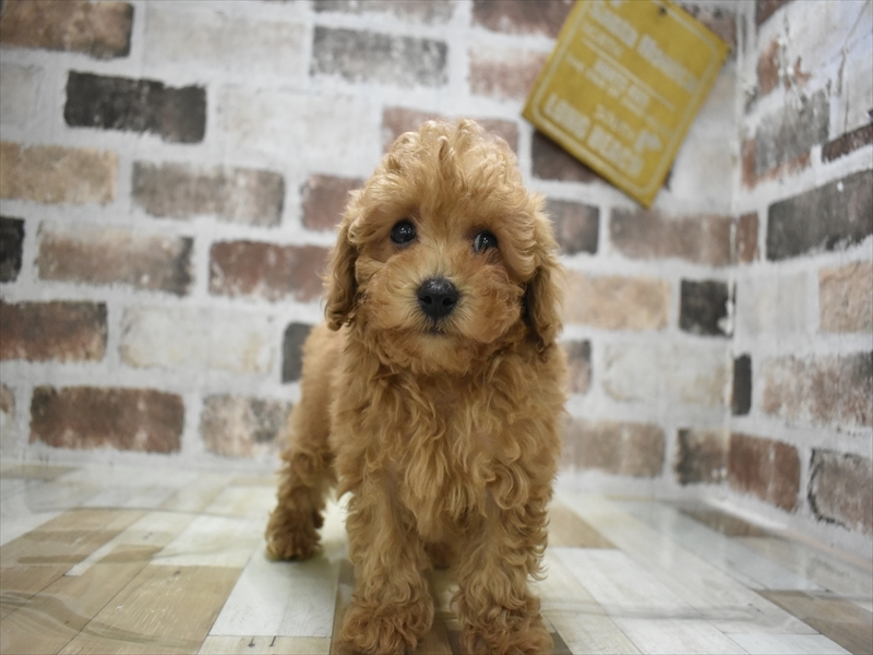 愛知県のトイプードル(トイ) (ワンラブ名古屋守山インター総本店/2025年11月5日生まれ/男の子/レッド)の子犬の2枚目の画像