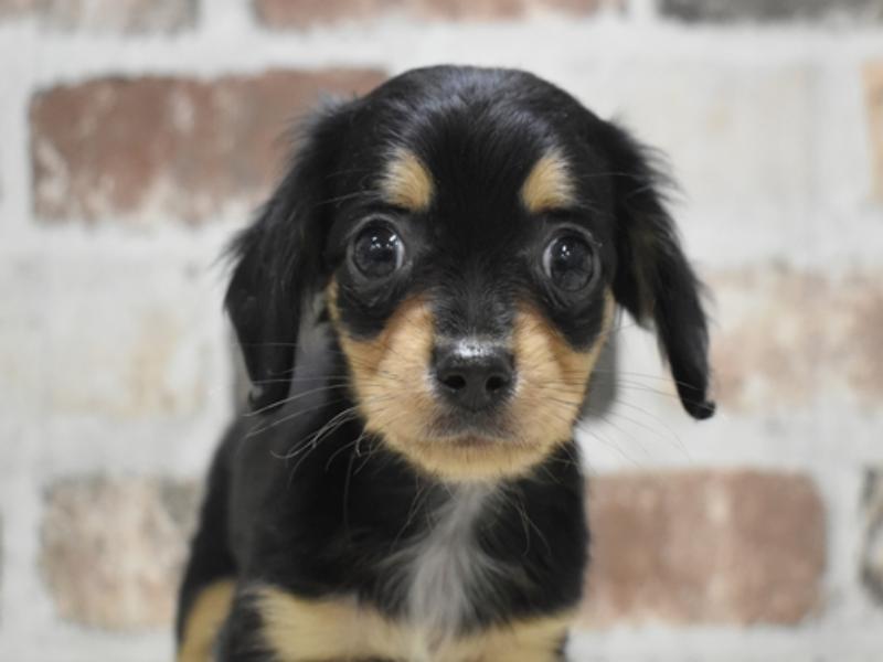 愛知県のチワックス(チワワ×ダックス) (ワンラブ名古屋守山インター総本店/2025年11月5日生まれ/女の子/ブラックタン)の子犬の1枚目の画像