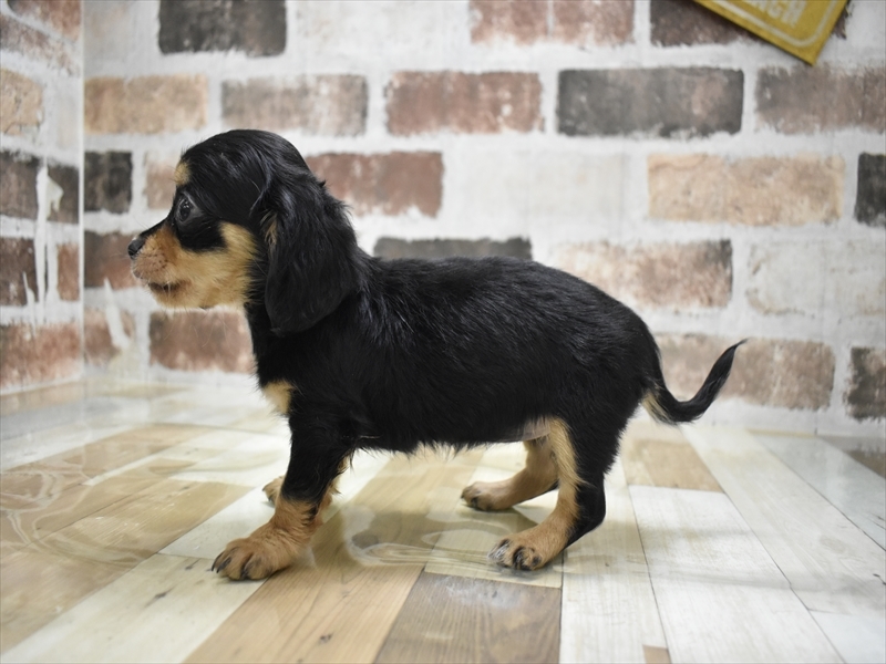 愛知県のチワックス(チワワ×ダックス) (ワンラブ名古屋守山インター総本店/2025年11月5日生まれ/女の子/ブラックタン)の子犬の3枚目の画像