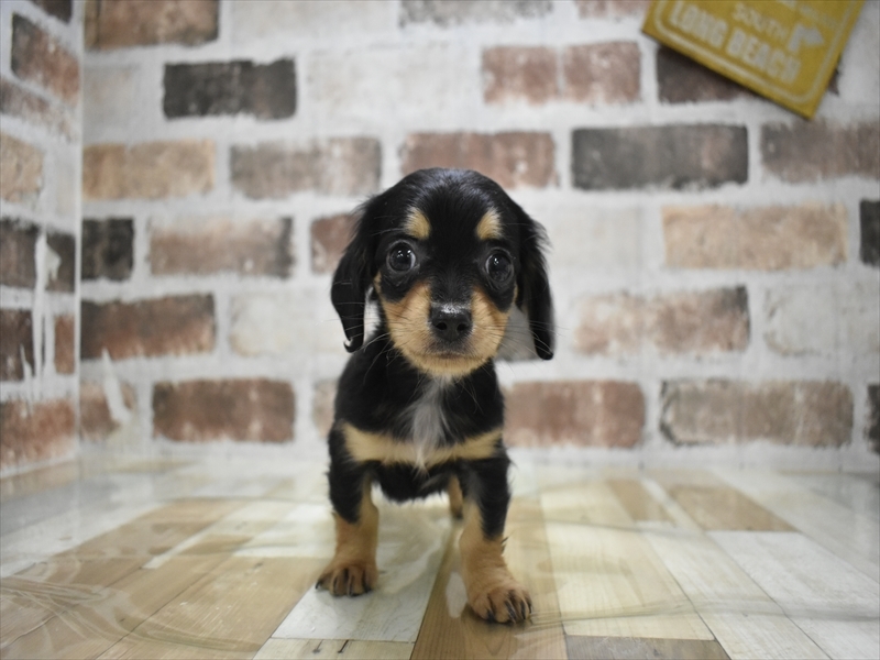 愛知県のチワックス(チワワ×ダックス) (ワンラブ名古屋守山インター総本店/2025年11月5日生まれ/女の子/ブラックタン)の子犬の2枚目の画像