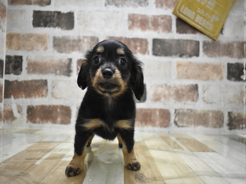 愛知県のチワックス(チワワ×ダックス) (ワンラブ名古屋守山インター総本店/2025年11月5日生まれ/女の子/ブラックタン)の子犬の2枚目の画像