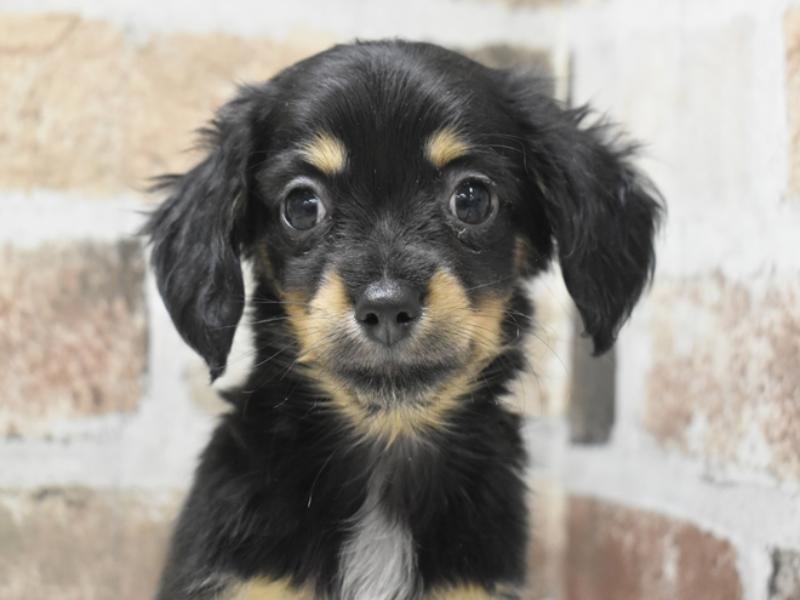 愛知県のチワックス(チワワ×ダックス) (ワンラブ名古屋守山インター総本店/2025年11月5日生まれ/男の子/ブラックタン)の子犬の1枚目の画像