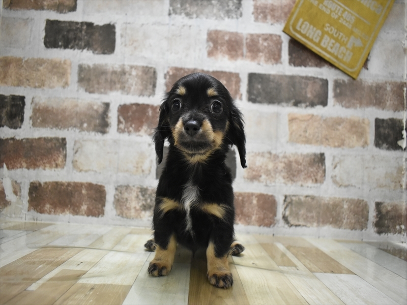 愛知県のチワックス(チワワ×ダックス) (ワンラブ名古屋守山インター総本店/2025年11月5日生まれ/男の子/ブラックタン)の子犬の2枚目の画像