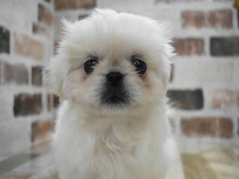 香川県のペキニーズ (ワンラブゆめタウン三豊店/2025年11月6日生まれ/女の子/ホワイト)の子犬の1枚目の画像